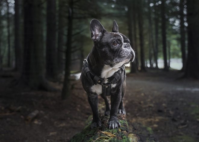 L&rsquo;armée française déclarée persona non grata au Sénégal et au Tchad : quelles sont ses bases restantes en Afrique ?