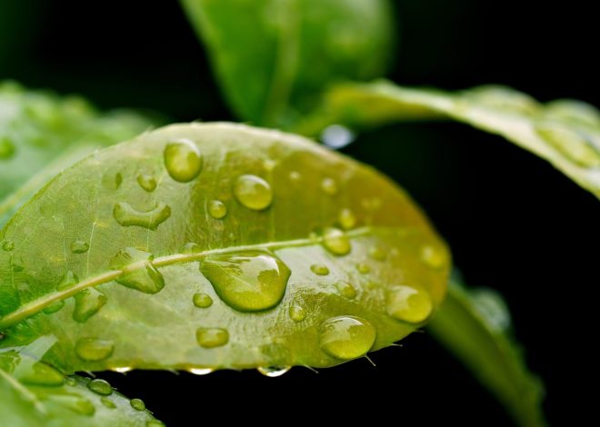 Chute des températures dans l&rsquo;Est de la France : un ressenti frais et désagréable à prévoir