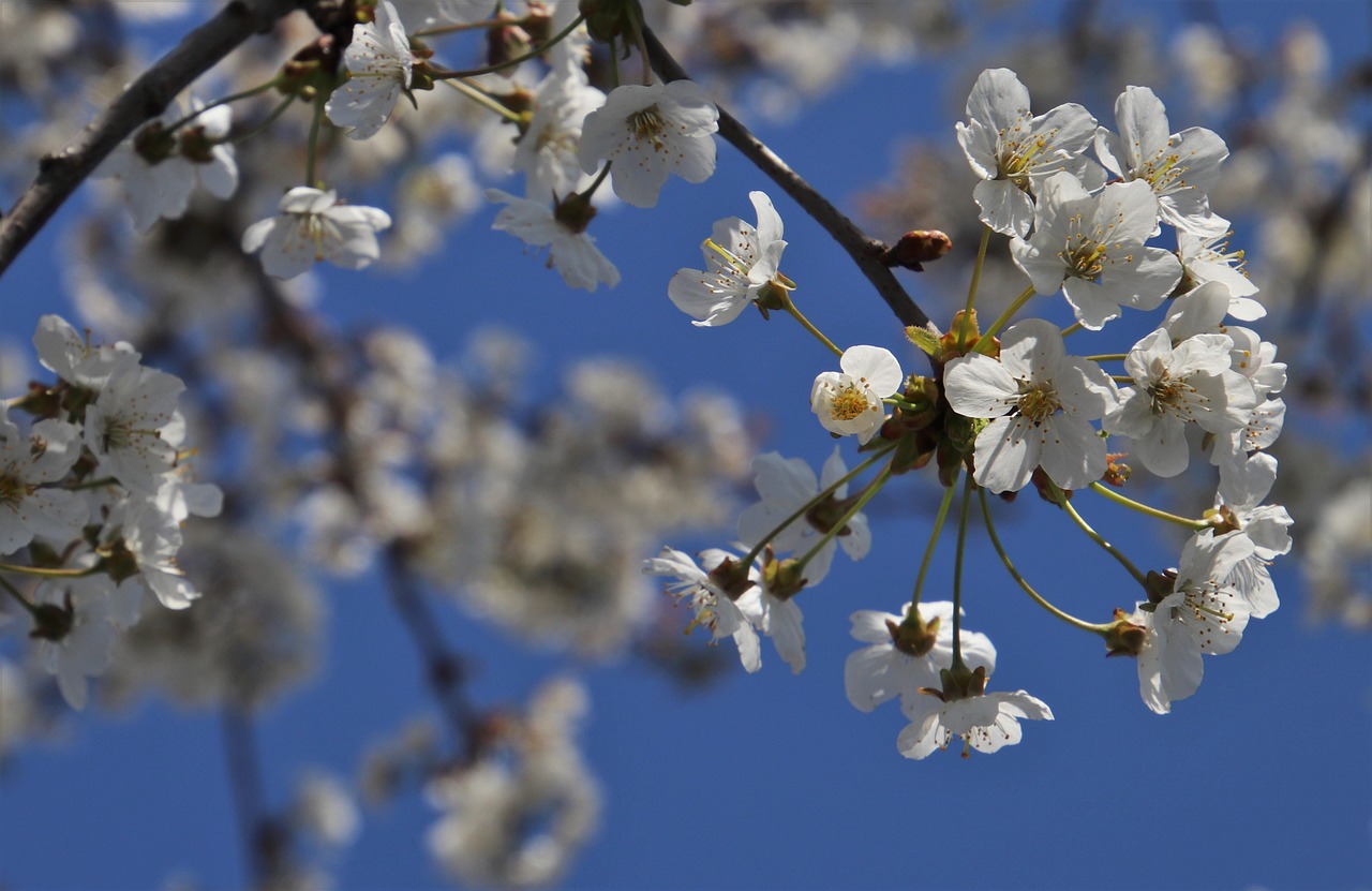 découvrez l'histoire et les traditions du 1er avril, la journée internationale des blagues et des farces. apprenez des idées amusantes pour célébrer cette fête ludique avec créativité et humour.