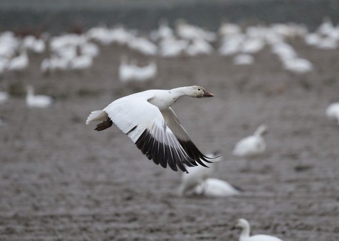 À 18h, focus sur l&rsquo;immigration : la France et le Royaume-Uni adoptent un nouvel accord d&rsquo;échange de migrants