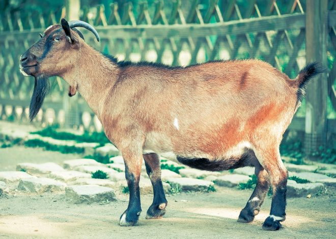 Un village des Hauts-de-France confronté à un bouc récalcitrant qui échappe à tous