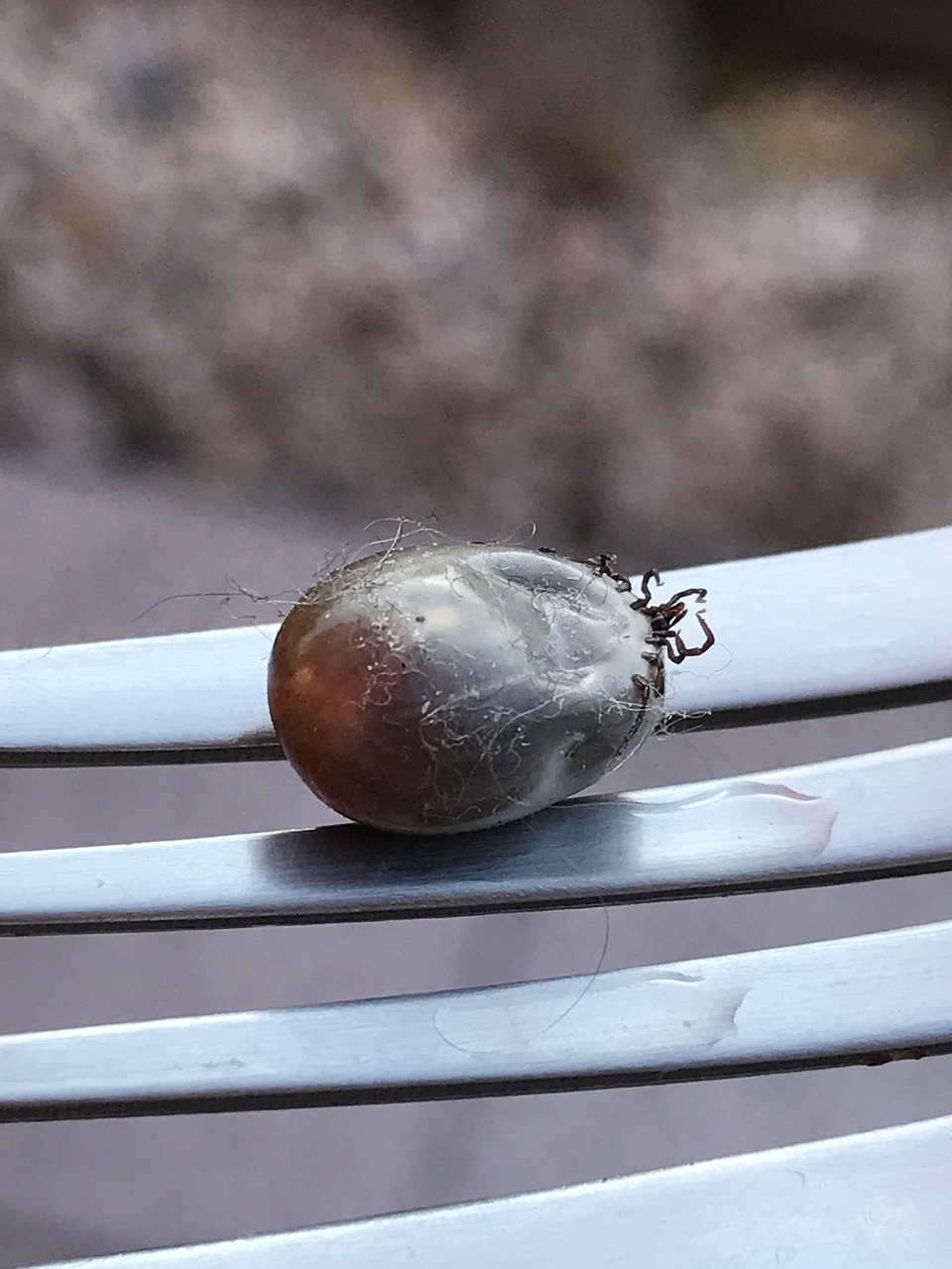 découvrez tout ce qu'il faut savoir sur la méningite : symptômes, causes, traitements et prévention pour protéger votre santé.